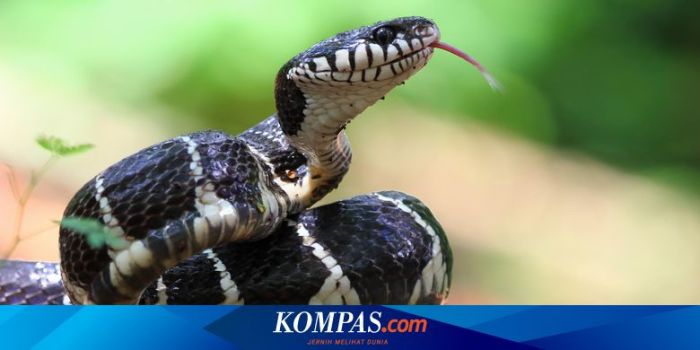 Mengapa Ular Mengganti Kulitnya Puluhan Kali Sepanjang Hidupnya?