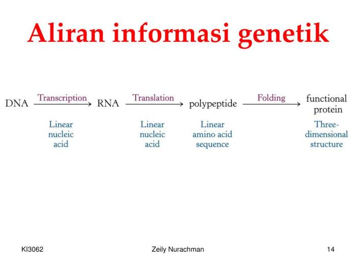 Evolusi biologi sma Evolusi dan Genetika: Fakta Baru yang Terungkap