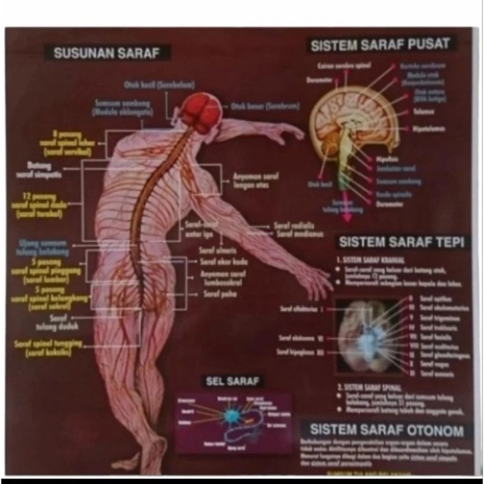 Info Sains Seputar Otak dan Sistem Saraf