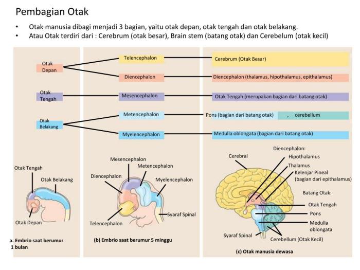 Info Sains Seputar Otak dan Sistem Saraf