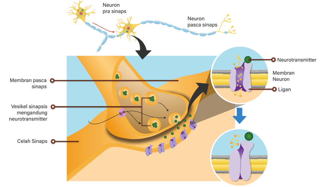 Cara Kerja Neurotransmitter dalam Tubuh