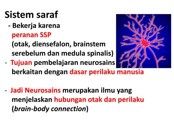 PPT - PERSPEKTIF NEUROSAINS DALAM PEMBELAJARAN.ppt PowerPoint ... Neurosains dan Cara Kerja Memori